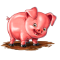 Pig pilt